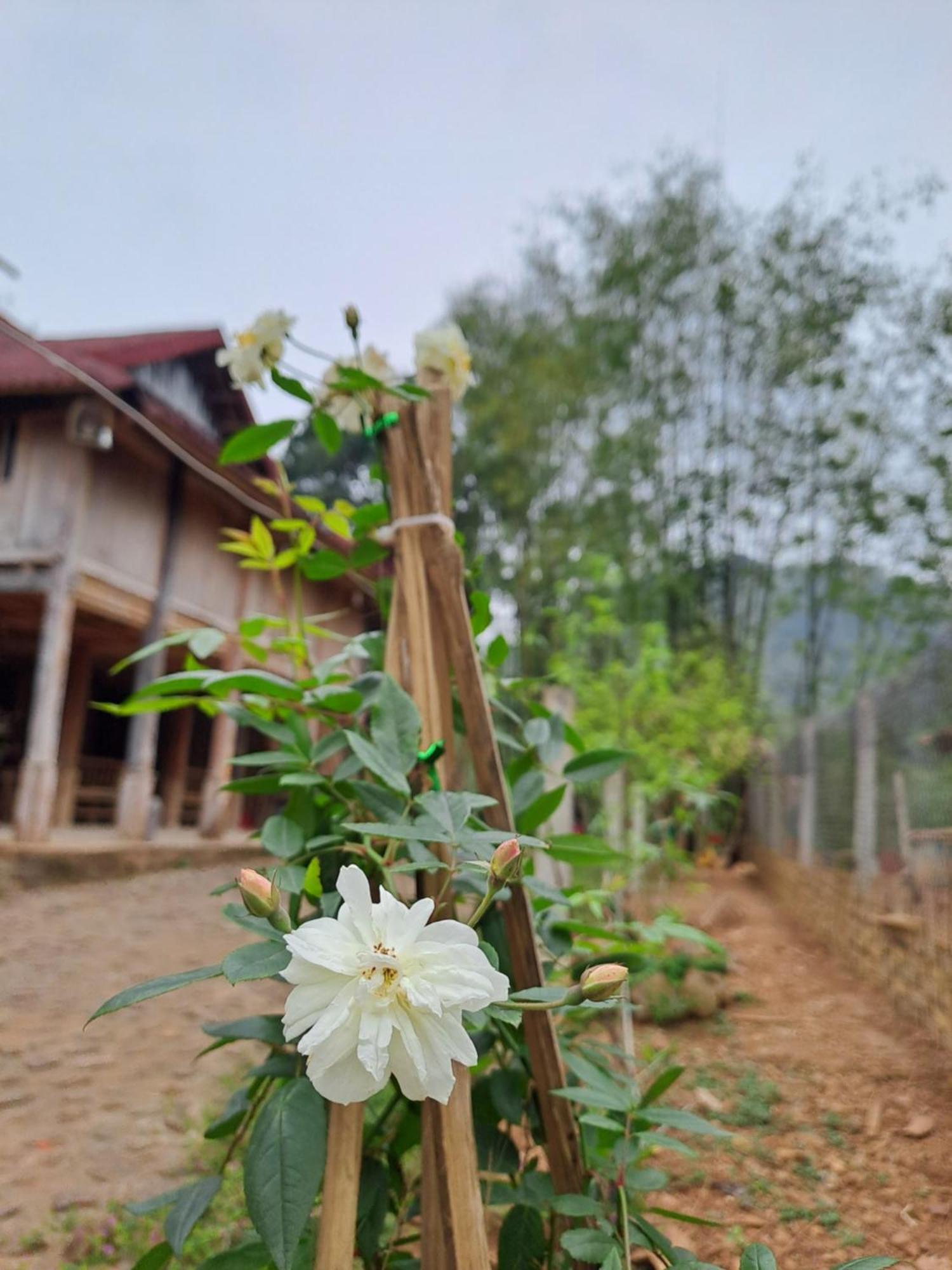 Muong Bi Homestay Hòa Bình Exterior foto